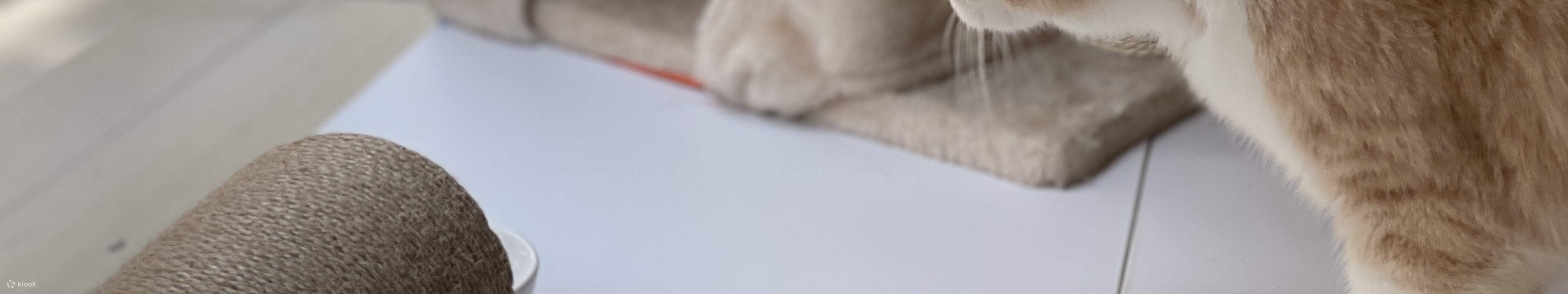 Equipped with a cat climbing frame